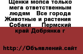 Щенки мопса только мега-ответственным людям - Все города Животные и растения » Собаки   . Пермский край,Добрянка г.